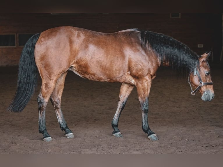 American Quarter Horse Mare 17 years 13.2 hh  in Whitehouse