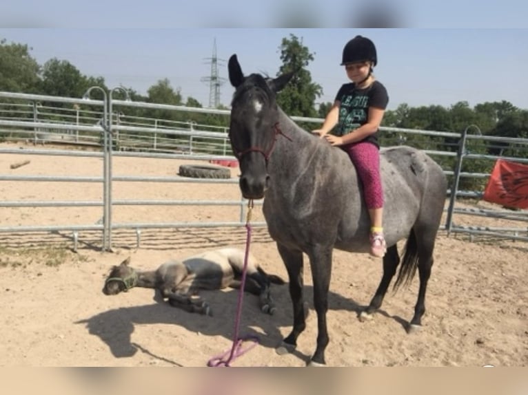American Quarter Horse Mare 17 years 14,1 hh Gray-Blue-Tan in Mellingen