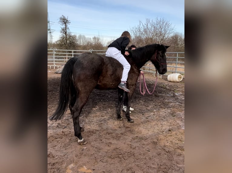 American Quarter Horse Mare 17 years 14,1 hh Gray-Blue-Tan in Mellingen