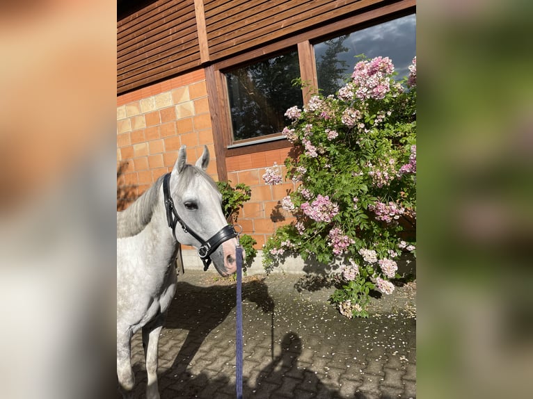 American Quarter Horse Mix Mare 17 years 14,1 hh Gray-Dapple in Witten