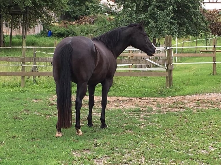 American Quarter Horse Mare 17 years 14,2 hh Black in Deggenhausertal