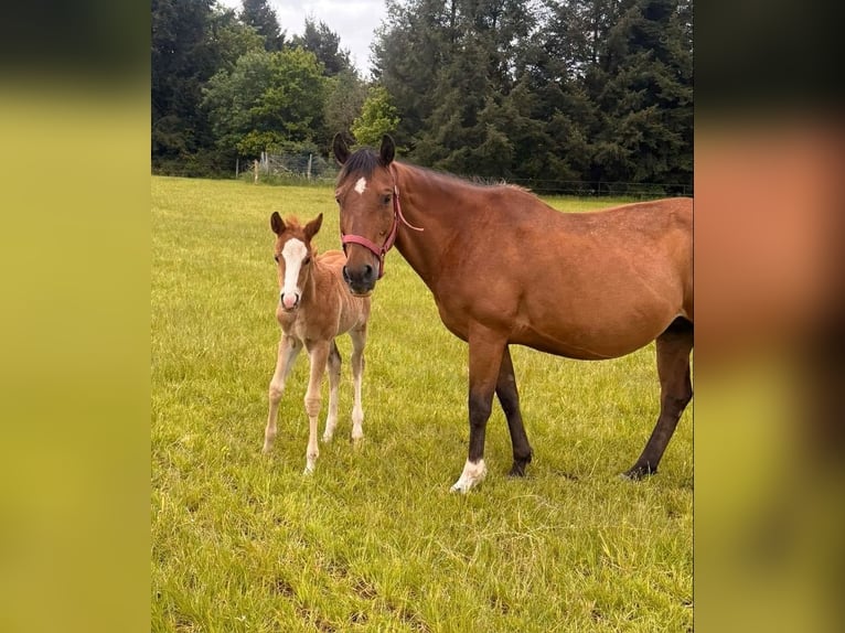 American Quarter Horse Mare 17 years 14.2 hh Brown in Daleiden