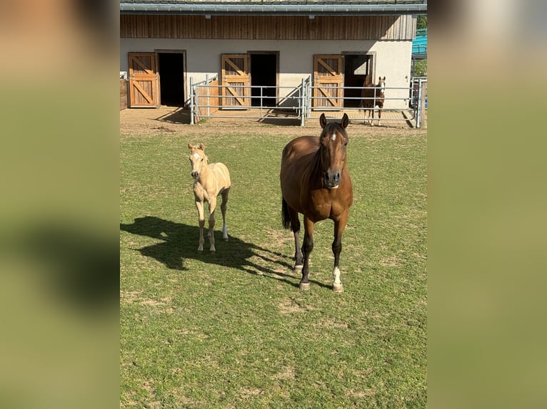 American Quarter Horse Mare 17 years 14.2 hh Brown in Daleiden