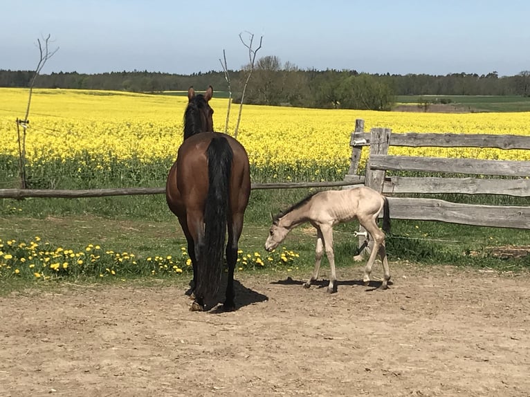 American Quarter Horse Mare 17 years 14.2 hh Brown in Möllenhagen