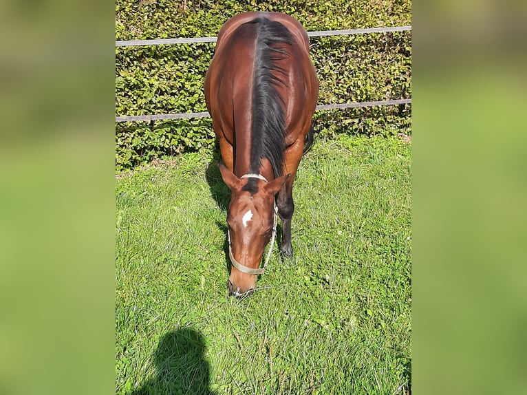 American Quarter Horse Mare 17 years 14.2 hh Brown in Bedburg-Hau