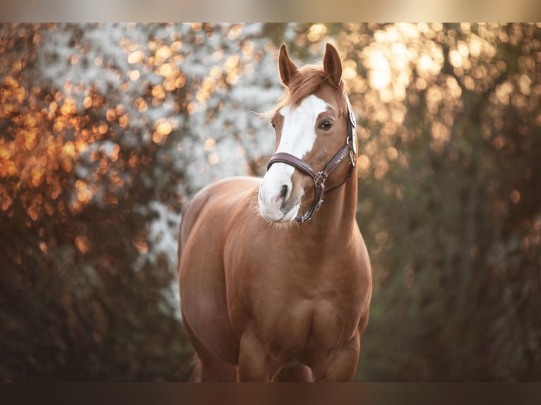 American Quarter Horse Mix Mare 17 years 14,2 hh Chestnut-Red in Steyerberg