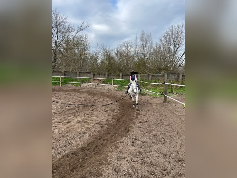 American Quarter Horse Mix Mare 17 years 14,2 hh Gray in Werder