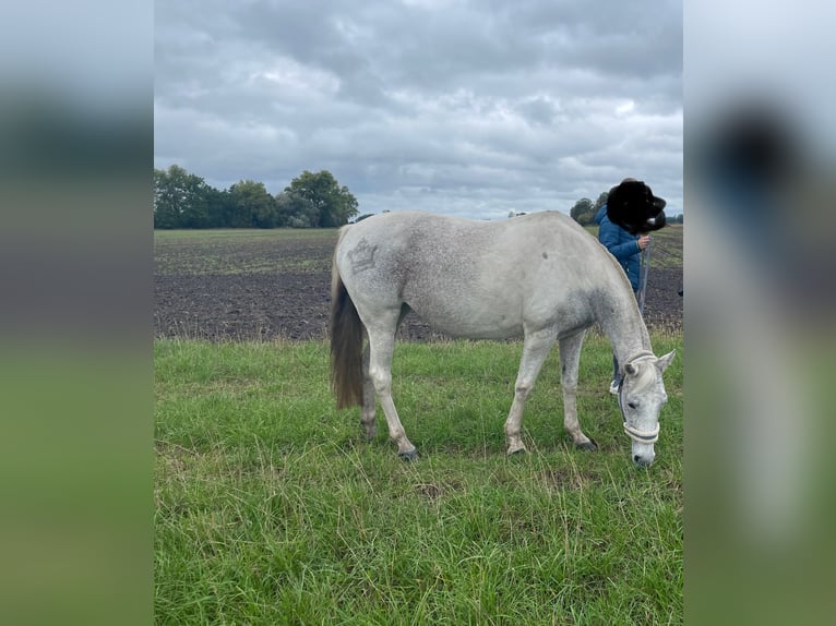 American Quarter Horse Mix Mare 17 years 14,2 hh Gray in Werder