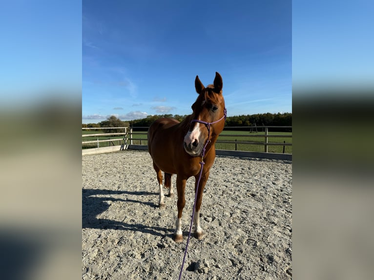 American Quarter Horse Mare 17 years 14,3 hh Chestnut-Red in Schönberg