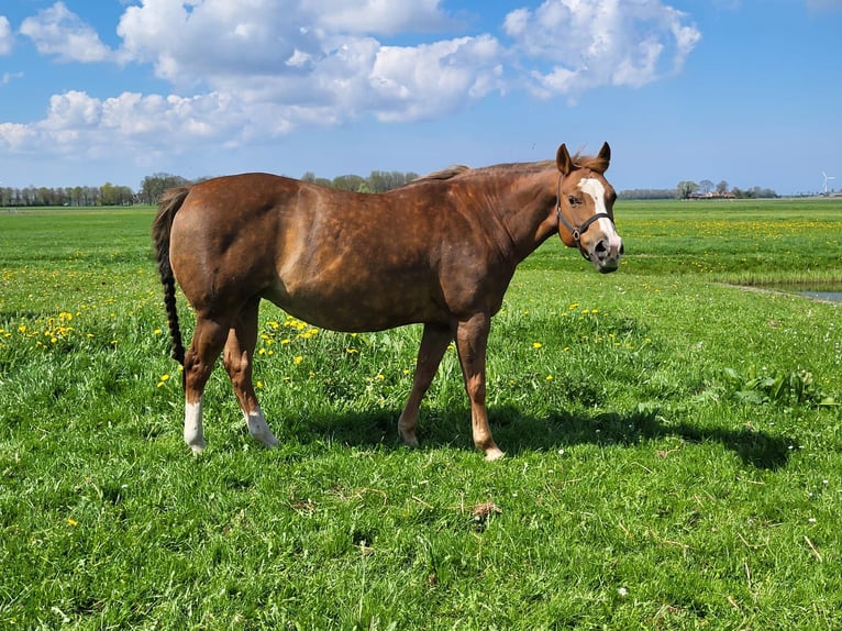 American Quarter Horse Mare 17 years 14 hh Chestnut-Red in Blije