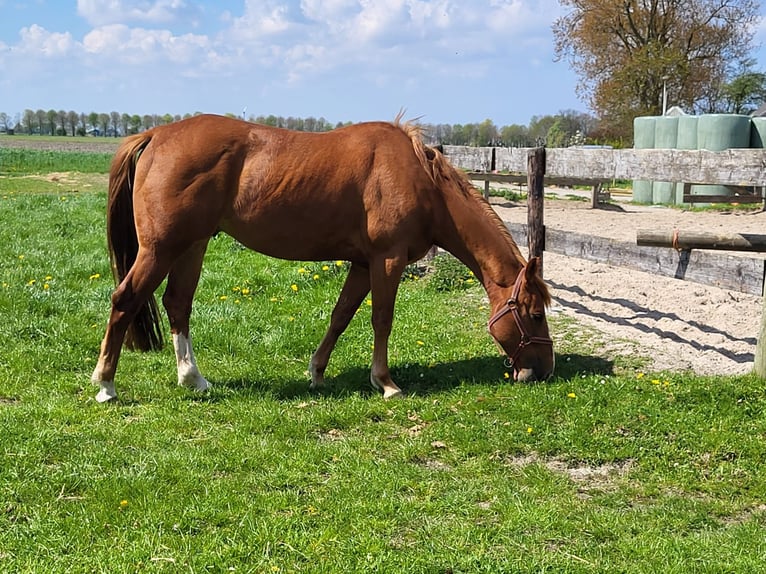 American Quarter Horse Mare 17 years 14 hh Chestnut-Red in Blije