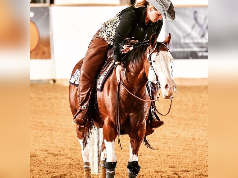 American Quarter Horse Mare 17 years 14,2 hh Brown in Illingen