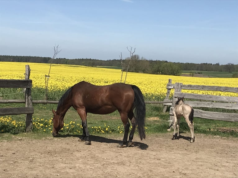 American Quarter Horse Mare 17 years 14,2 hh Brown in Möllenhagen