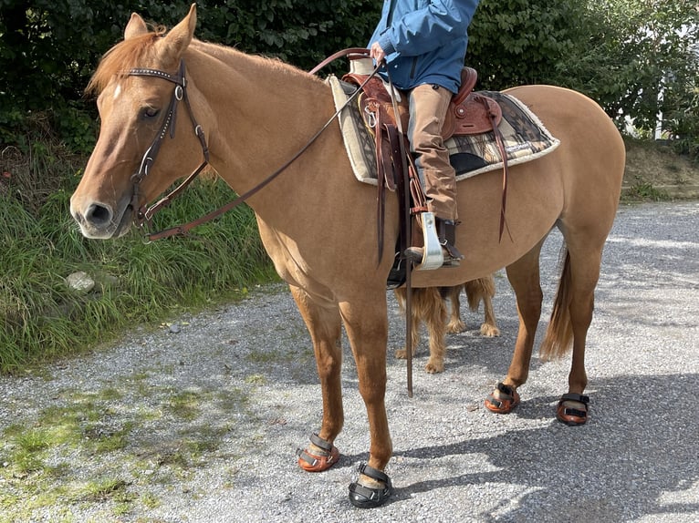 American Quarter Horse Mare 17 years 14,2 hh Red Dun in Buchberg
