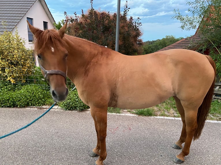 American Quarter Horse Mare 17 years 14,2 hh Red Dun in Buchberg