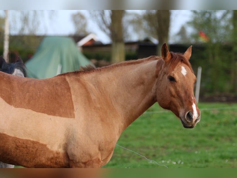 American Quarter Horse Mare 17 years 14,3 hh Red Dun in Rostock