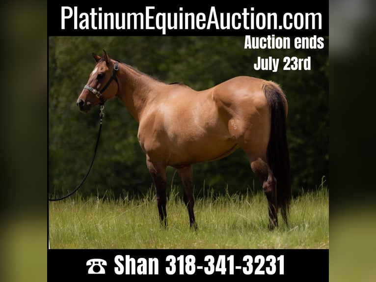 American Quarter Horse Mare 17 years 15,2 hh Dun in Tallulah, LA