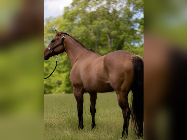 American Quarter Horse Mare 17 years 15,2 hh Dun in Tallulah, LA