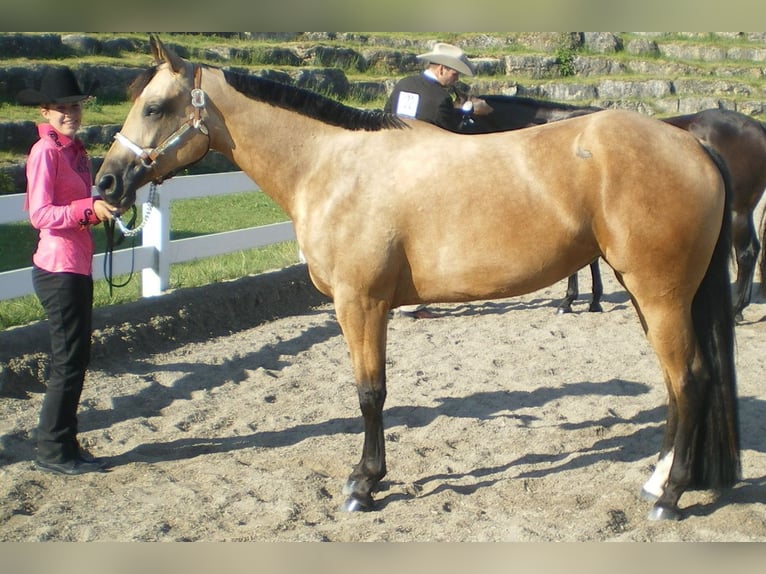 American Quarter Horse Mare 17 years 15 hh Buckskin in Schlammersdorf