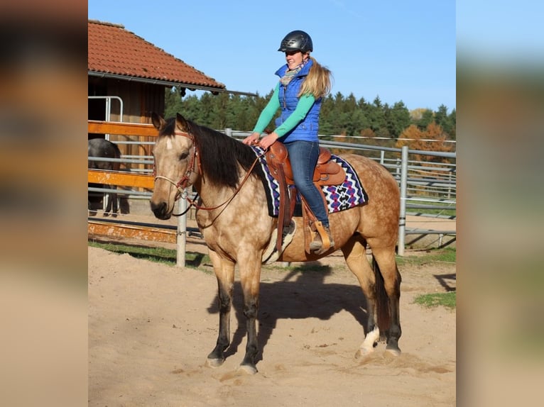 American Quarter Horse Mare 17 years 15 hh Buckskin in Schlammersdorf