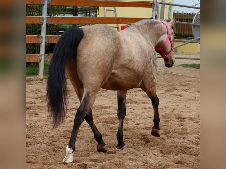 American Quarter Horse Mare 17 years 15 hh Buckskin in Schlammersdorf