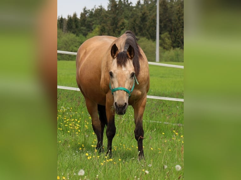 American Quarter Horse Mare 17 years 15 hh Buckskin in Schlammersdorf