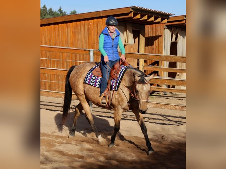 American Quarter Horse Mare 17 years 15 hh Buckskin in Schlammersdorf