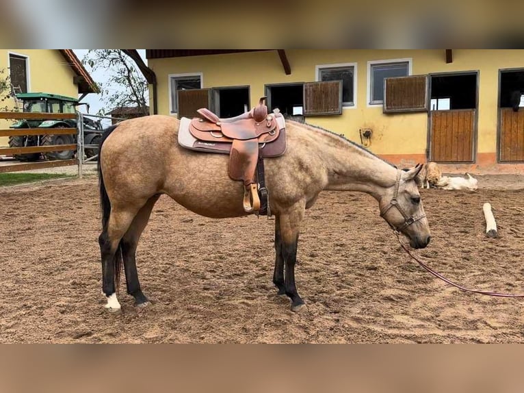 American Quarter Horse Mare 17 years 15 hh Buckskin in Schlammersdorf