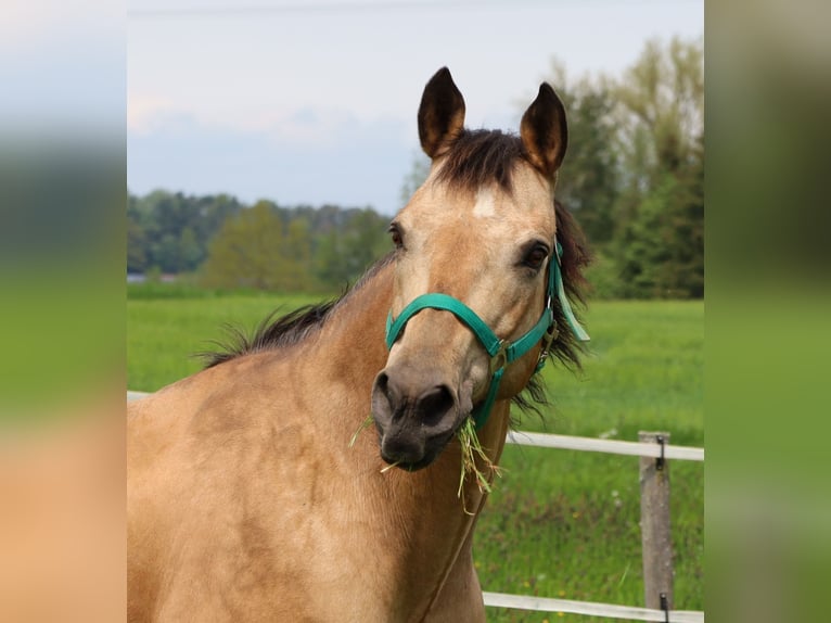 American Quarter Horse Mare 17 years 15 hh Buckskin in Schlammersdorf