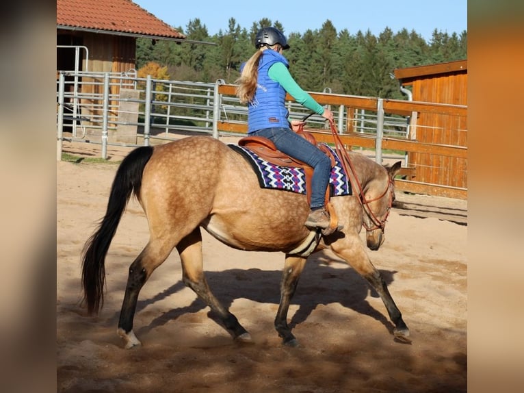 American Quarter Horse Mare 17 years 15 hh Buckskin in Schlammersdorf