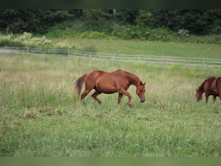 American Quarter Horse Mare 17 years 15 hh Chestnut-Red in Waldshut-Tiengen