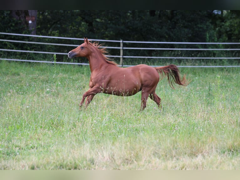 American Quarter Horse Mare 17 years 15 hh Chestnut-Red in Waldshut-Tiengen