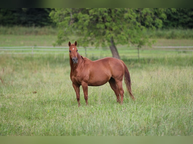 American Quarter Horse Mare 17 years 15 hh Chestnut-Red in Waldshut-Tiengen