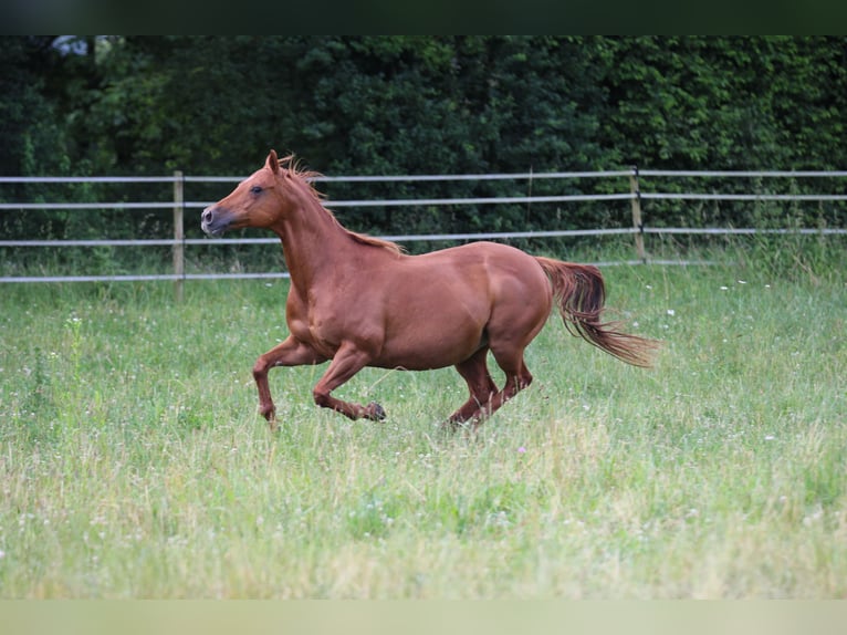 American Quarter Horse Mare 17 years 15 hh Chestnut-Red in Waldshut-Tiengen