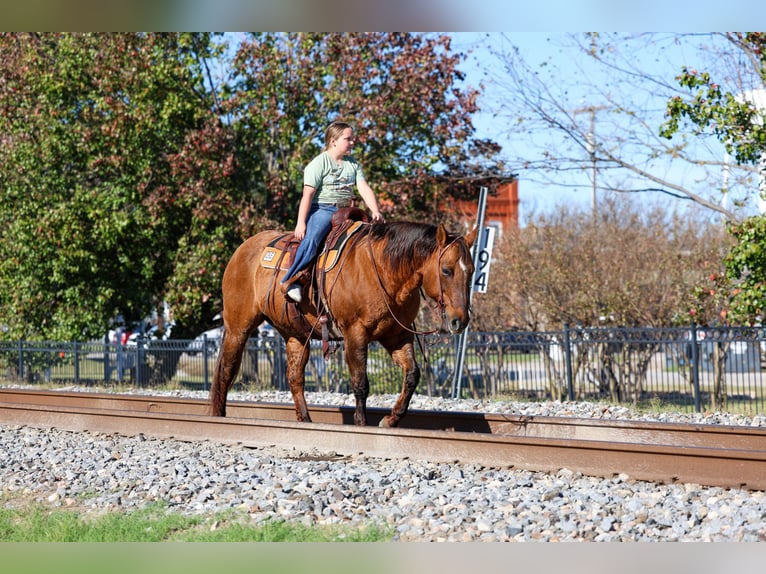 American Quarter Horse Mare 17 years 15 hh Red Dun in Forney