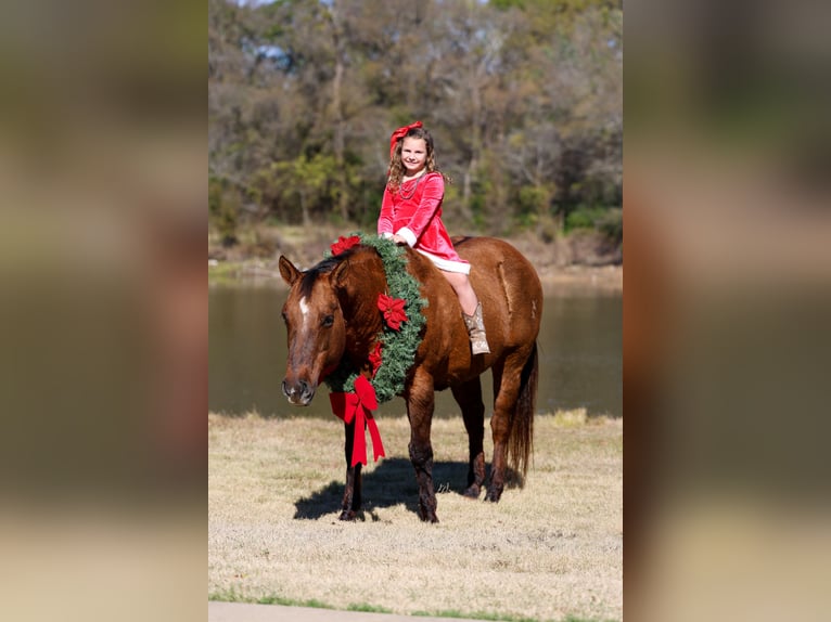 American Quarter Horse Mare 17 years 15 hh Red Dun in Forney