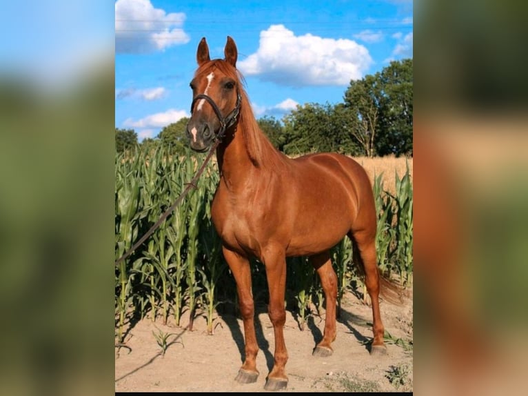 American Quarter Horse Mix Mare 17 years 15,3 hh Chestnut-Red in Velbert