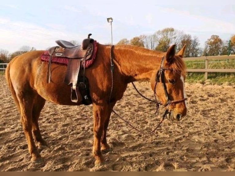 American Quarter Horse Mix Mare 17 years 15,3 hh Chestnut-Red in Velbert