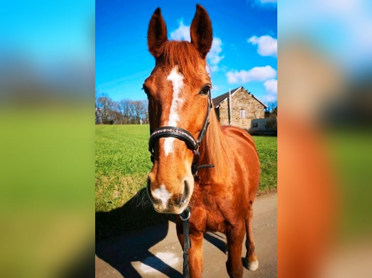 American Quarter Horse Mix Mare 17 years 15,3 hh Chestnut-Red in Velbert