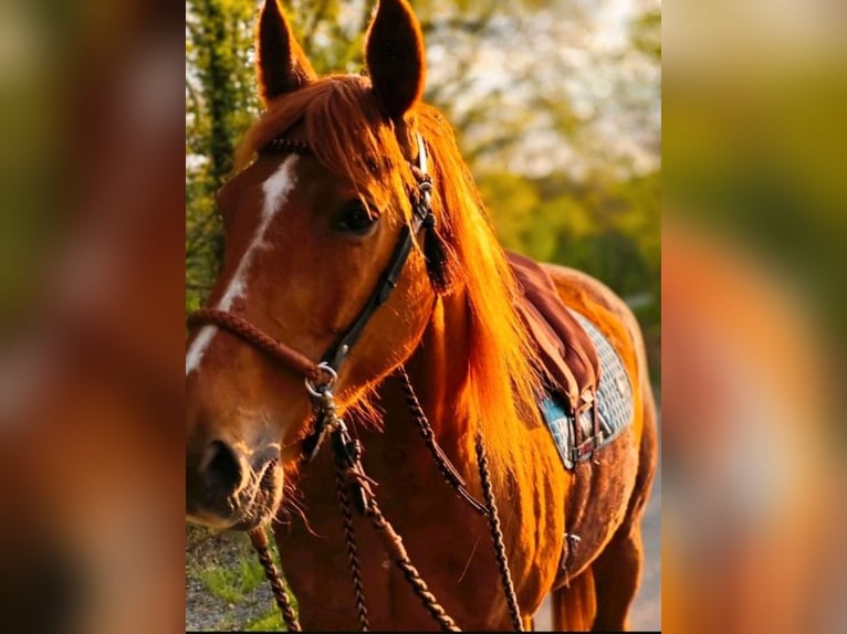 American Quarter Horse Mix Mare 17 years 15,3 hh Chestnut-Red in Velbert