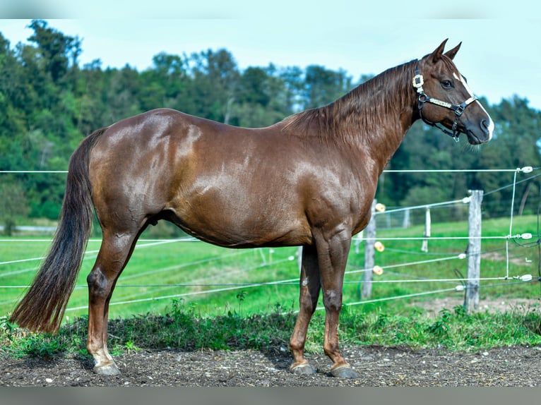 American Quarter Horse Mare 17 years Chestnut in Abtsgmünd