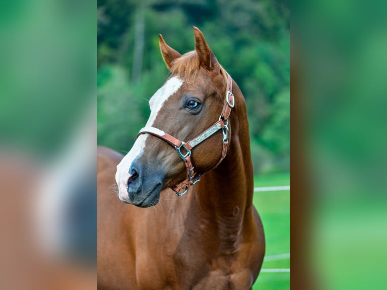 American Quarter Horse Mare 17 years Chestnut-Red in Abtsgmünd