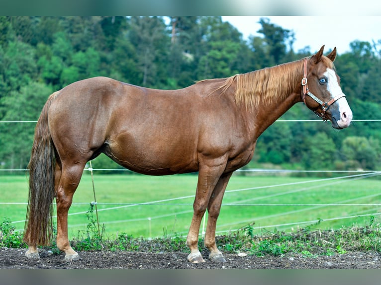 American Quarter Horse Mare 17 years Chestnut-Red in Abtsgmünd