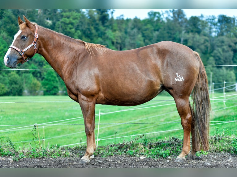 American Quarter Horse Mare 17 years Chestnut-Red in Abtsgmünd