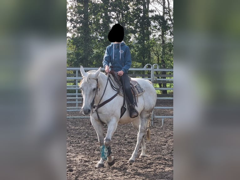 American Quarter Horse Mare 18 years 14,1 hh Gray in Halle