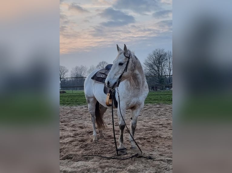 American Quarter Horse Mare 18 years 14,1 hh Gray in Halle