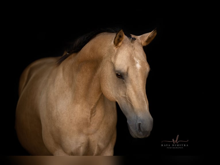 American Quarter Horse Mare 18 years 14,2 hh Buckskin in Schiltberg