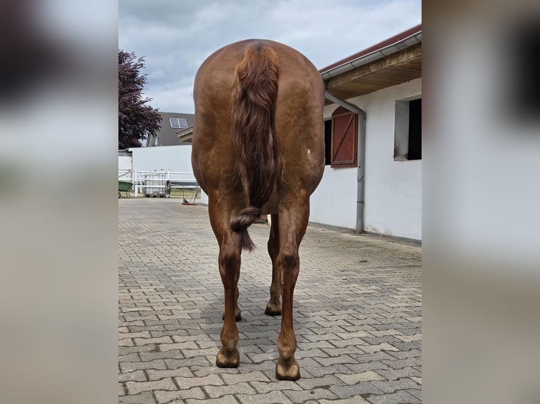 American Quarter Horse Mare 18 years 14.2 hh Chestnut in Büdingen
