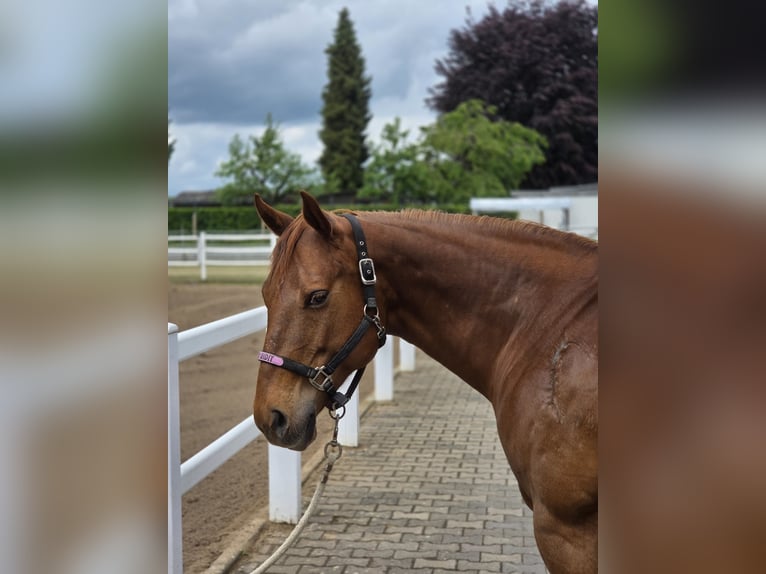 American Quarter Horse Mare 18 years 14.2 hh Chestnut in Büdingen