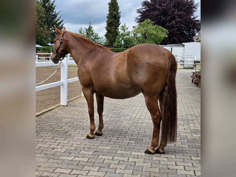 American Quarter Horse Mare 18 years 14.2 hh Chestnut in Büdingen